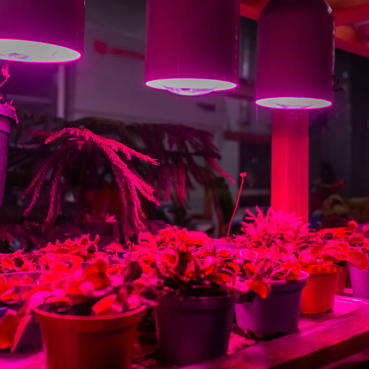 A19 E26 LED Indoor Garden Grow Light Bulb