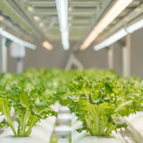 LED Grow Light Tube, T5, Type A - 4200K