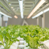 The Viribright Virigrow grow bulb tube in use for inter-lighting applications, with the light providing even coverage for plant growth.